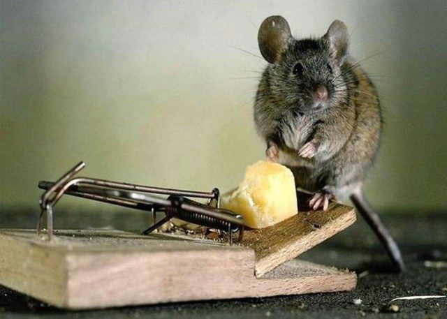 Pest Repeller